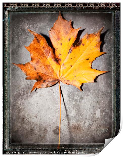 Maple Leaf on Slate Print by Phill Thornton