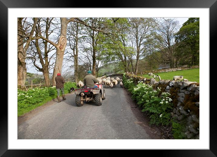 Farmers with a sheepdog moving sheep in Littondale Framed Mounted Print by William A Dobson