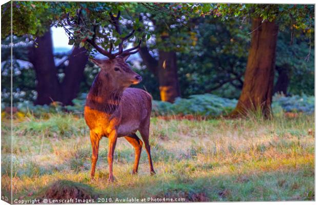Red Deer on Richmond Common Canvas Print by Lenscraft Images