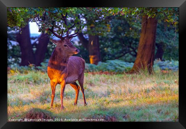 Red Deer on Richmond Common Framed Print by Lenscraft Images