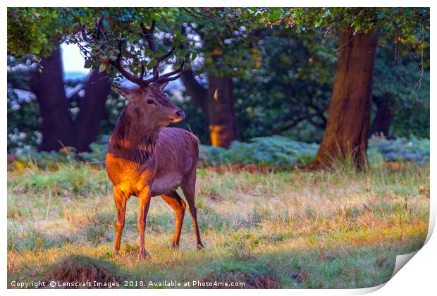 Red Deer on Richmond Common Print by Lenscraft Images
