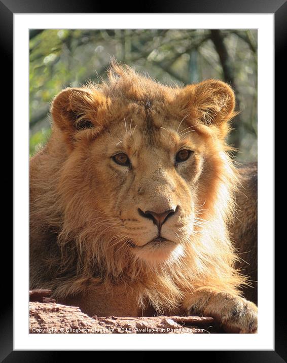Yali, a young Asian Lion Framed Mounted Print by Elizabeth Chisholm