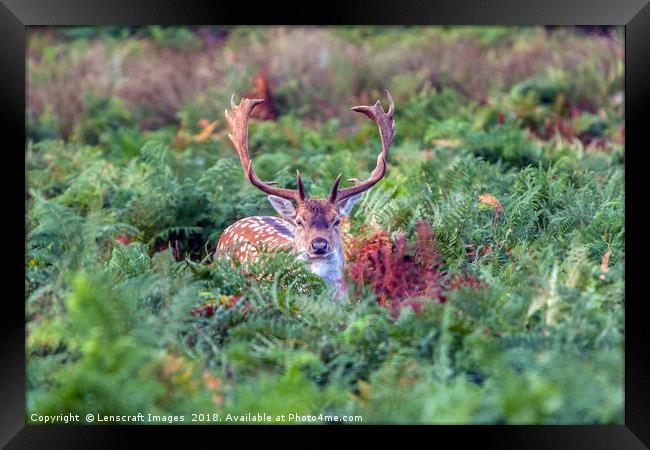 Fallow Deer Buck playing hide and seek Framed Print by Lenscraft Images