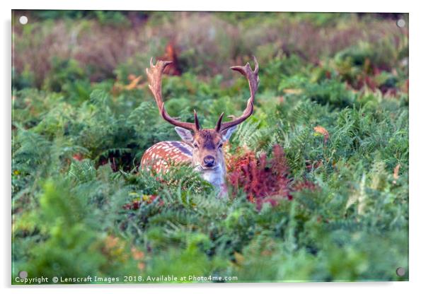Fallow Deer Buck playing hide and seek Acrylic by Lenscraft Images