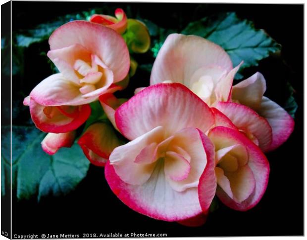 Begonia Flower Canvas Print by Jane Metters