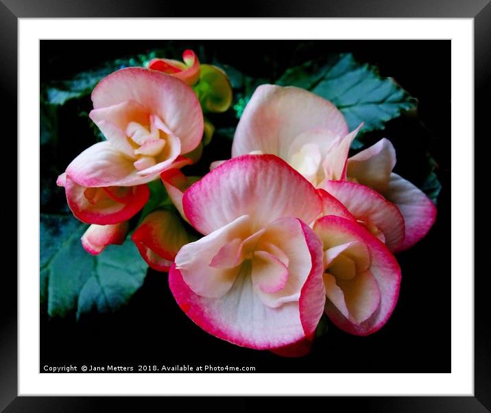 Begonia Flower Framed Mounted Print by Jane Metters