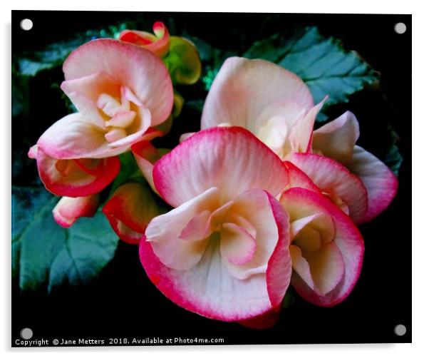 Begonia Flower Acrylic by Jane Metters