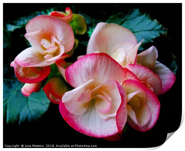 Begonia Flower Print by Jane Metters