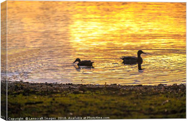 Ducks backlit by a rising sun reflection Canvas Print by Lenscraft Images