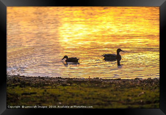 Ducks backlit by a rising sun reflection Framed Print by Lenscraft Images