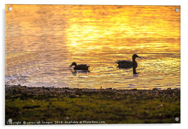 Ducks backlit by a rising sun reflection Acrylic by Lenscraft Images
