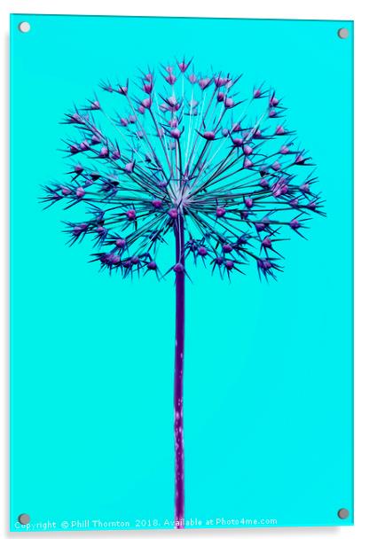 Abstract Allium No.4 Acrylic by Phill Thornton