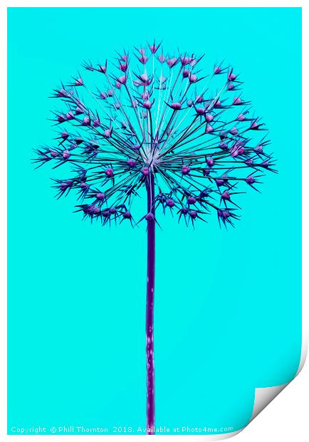 Abstract Allium No.4 Print by Phill Thornton