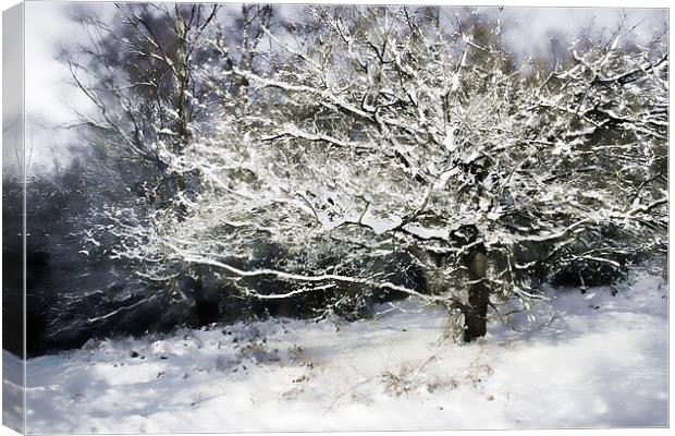 Snow Tree Canvas Print by Ann Garrett
