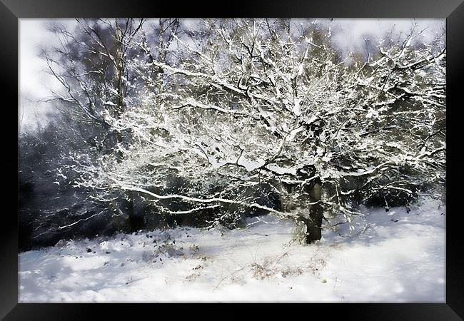 Snow Tree Framed Print by Ann Garrett