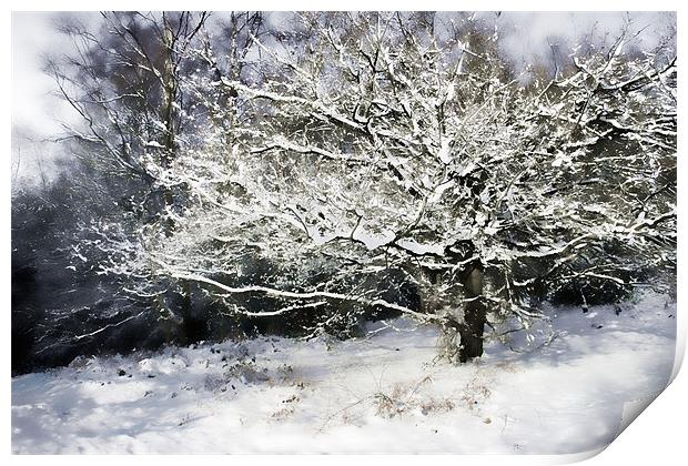 Snow Tree Print by Ann Garrett