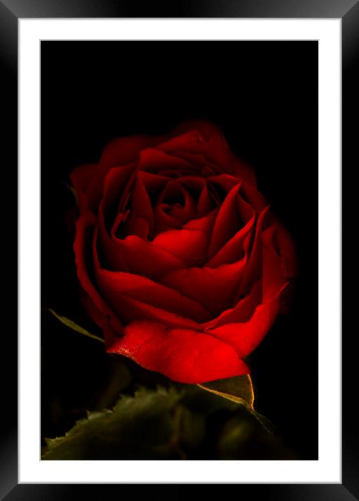 Red Rose Framed Mounted Print by Kelly Bailey