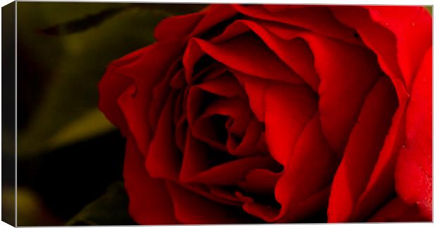 Red Rose 2 Canvas Print by Kelly Bailey