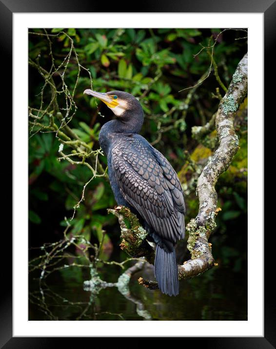 Cormorant perched on a branch. Framed Mounted Print by Tommy Dickson
