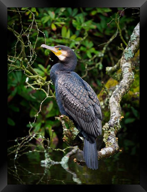 Cormorant perched on a branch. Framed Print by Tommy Dickson