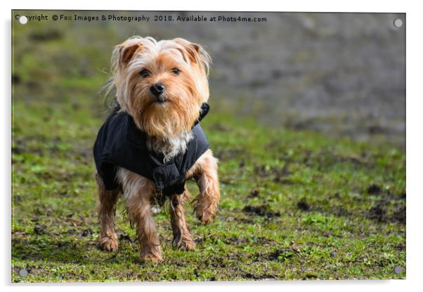 Captivating Yorkshire Terrier Portrait Acrylic by Derrick Fox Lomax