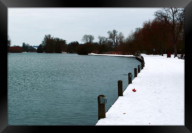 Marlow in the Snow Framed Print by Chris Day