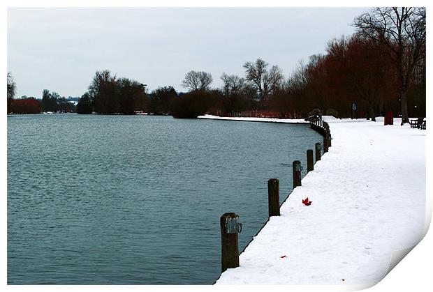 Marlow in the Snow Print by Chris Day