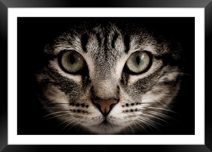 hunter cat Framed Mounted Print by Emanuel Ribeiro