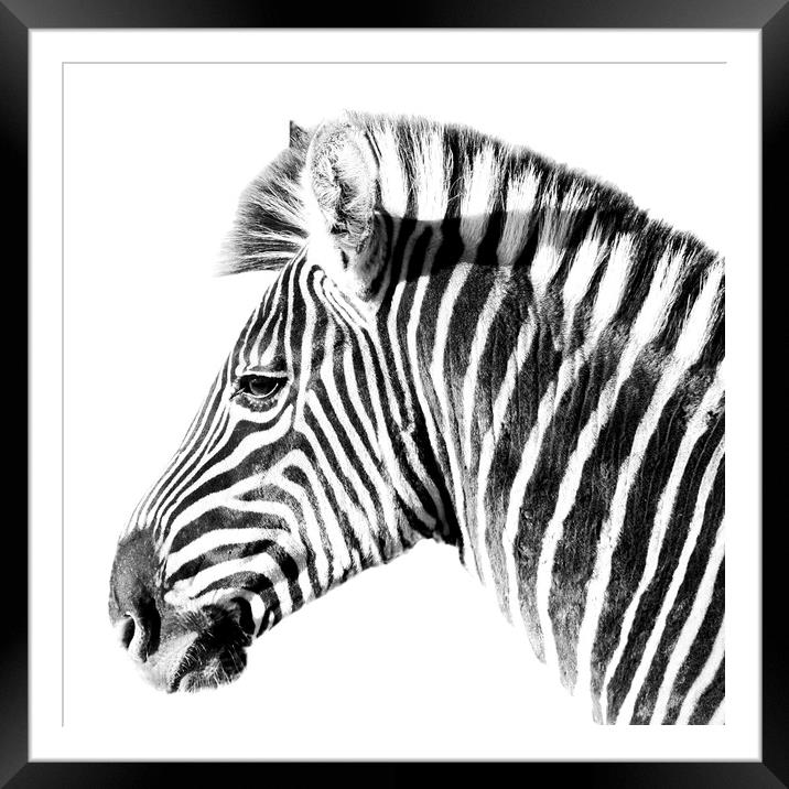Zebra side view on white Framed Mounted Print by Sue Hoppe
