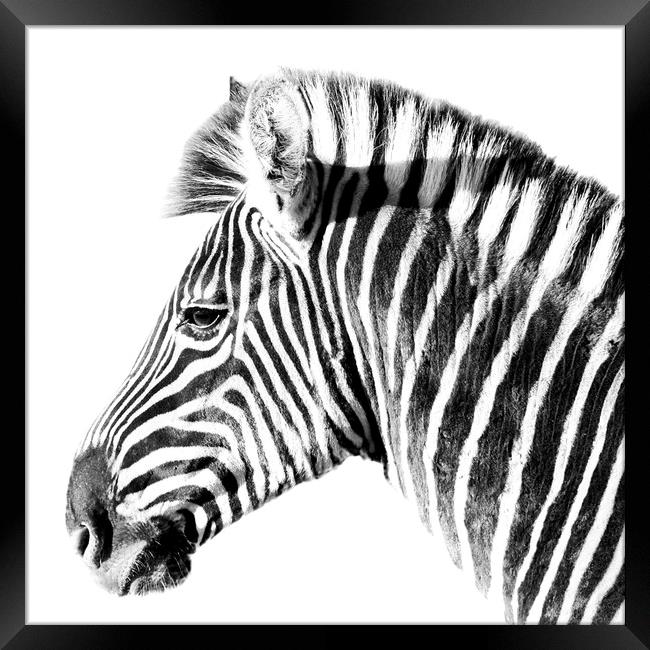 Zebra side view on white Framed Print by Sue Hoppe