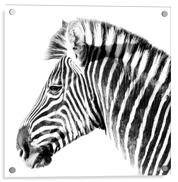 Zebra side view on white Acrylic by Sue Hoppe