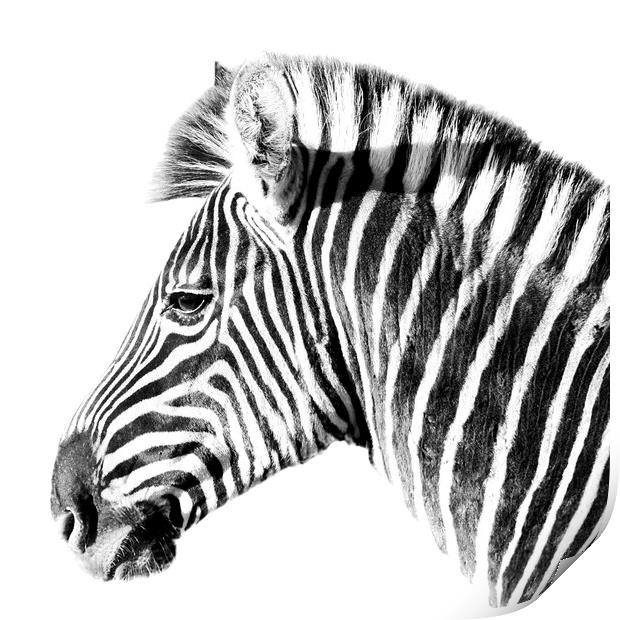 Zebra side view on white Print by Sue Hoppe