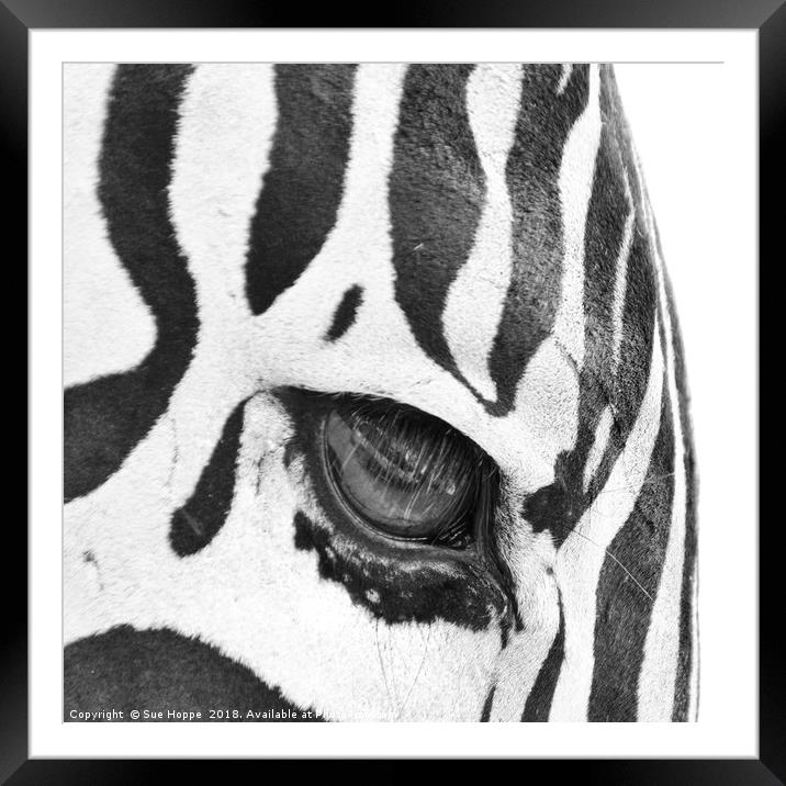 Zebra's Eye Framed Mounted Print by Sue Hoppe