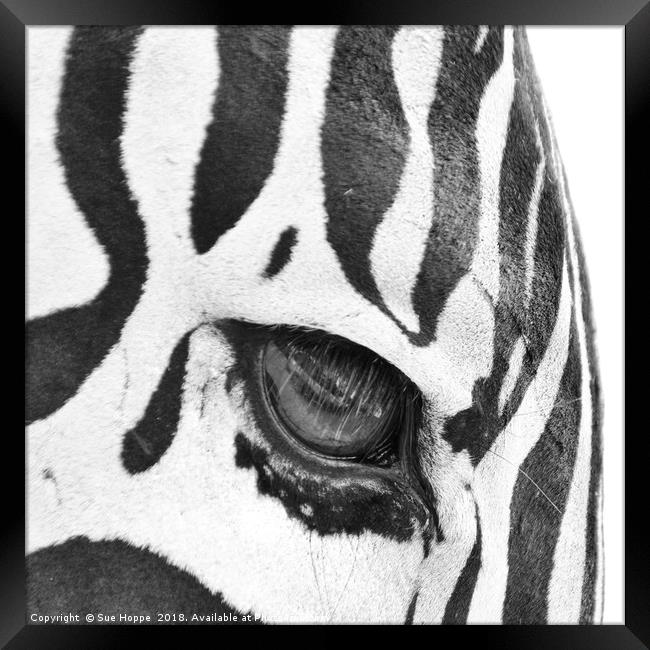 Zebra's Eye Framed Print by Sue Hoppe