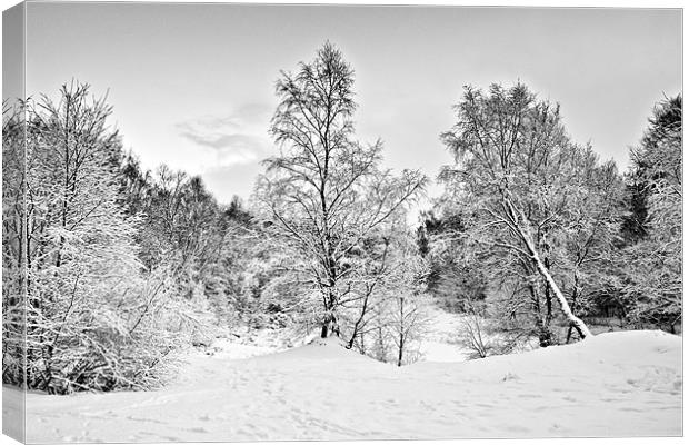 Winter Trees Canvas Print by David Lewins (LRPS)