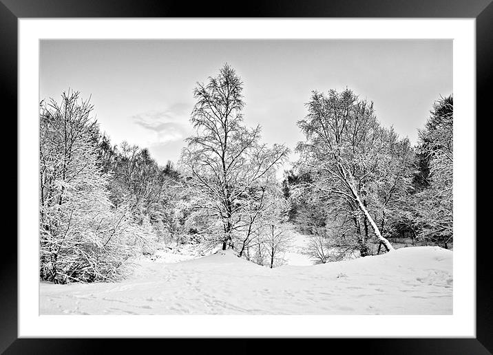 Winter Trees Framed Mounted Print by David Lewins (LRPS)
