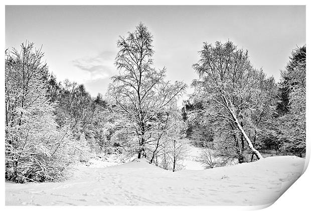 Winter Trees Print by David Lewins (LRPS)