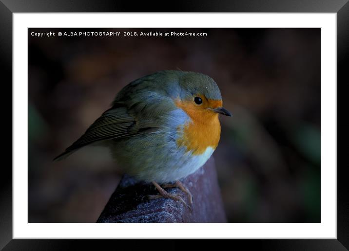 The Robin Red Breast Framed Mounted Print by ALBA PHOTOGRAPHY