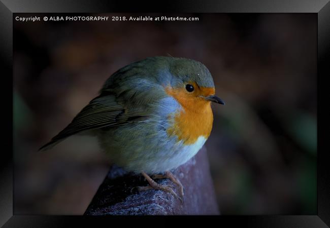 The Robin Red Breast Framed Print by ALBA PHOTOGRAPHY