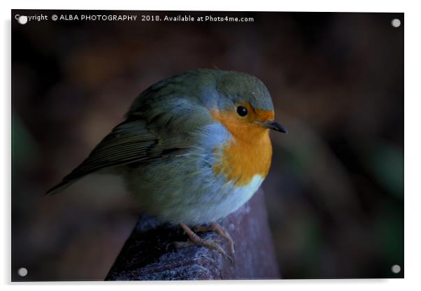 The Robin Red Breast Acrylic by ALBA PHOTOGRAPHY