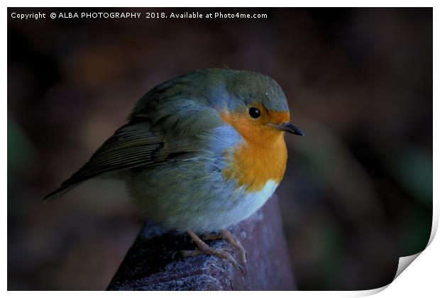 The Robin Red Breast Print by ALBA PHOTOGRAPHY