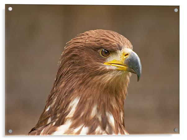 Majestic Golden Eagle Surveying its Domain Acrylic by Chris Thaxter