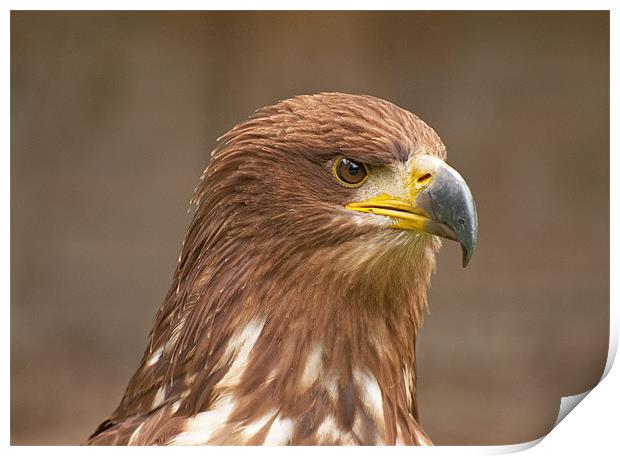 Majestic Golden Eagle Surveying its Domain Print by Chris Thaxter