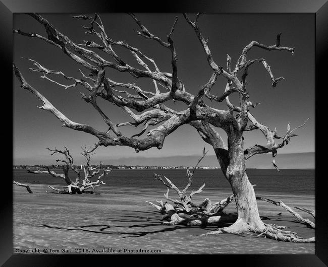 Driftwood Tree Framed Print by Gallery Three