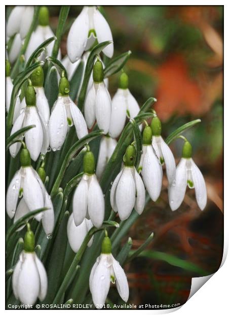 "Raindrops on Snowdrops" Print by ROS RIDLEY
