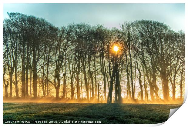 Winter Sun and Mist Print by Paul F Prestidge