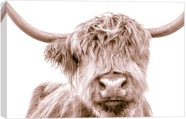 Hairy Coo Collection 1 of 7 Canvas Print by Willie Cowie