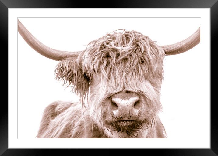 Hairy Coo Collection 1 of 7 Framed Mounted Print by Willie Cowie