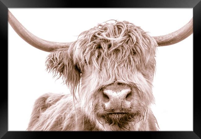Hairy Coo Collection 1 of 7 Framed Print by Willie Cowie