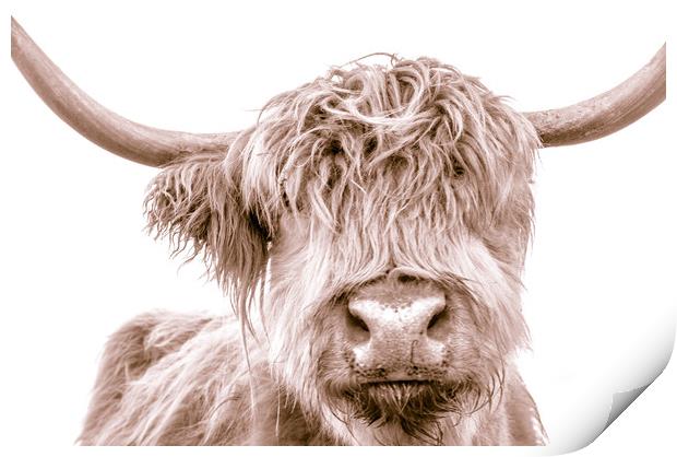 Hairy Coo Collection 1 of 7 Print by Willie Cowie